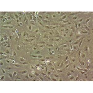 MDCK-II Cell|犬肾细胞