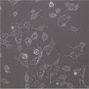 COR-L105 Cell|人原发性非小细胞肺癌细胞