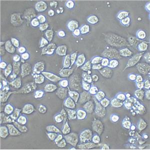 NCI-H28 Cell|人恶性间皮瘤细胞