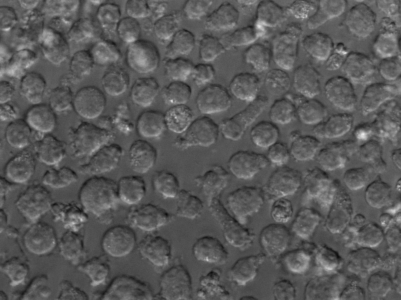 NFS-60 Cell Lines:G-CSF依賴性小鼠白血病細(xì)胞(STR認(rèn)證),NFS-60 Cell Lines