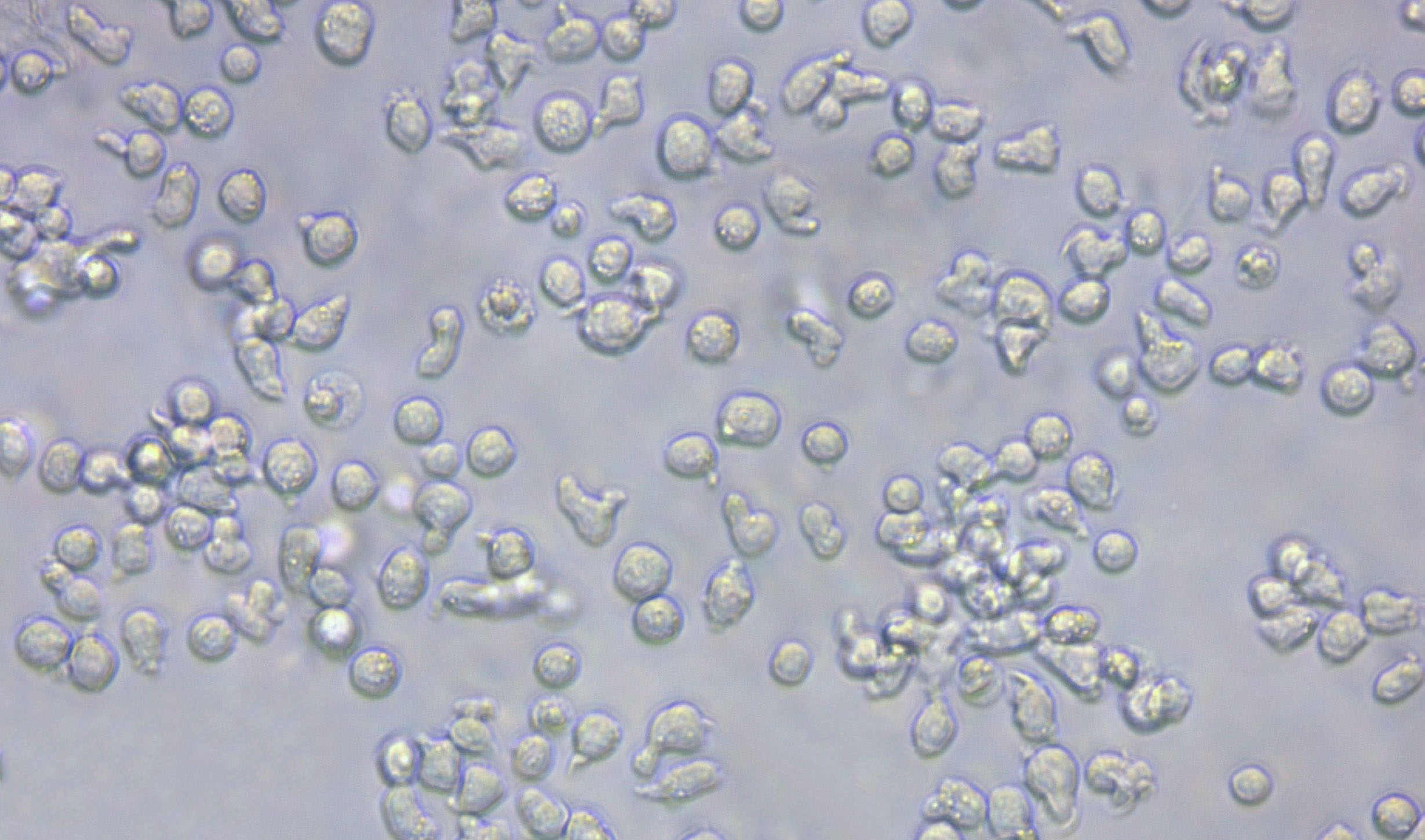 YAC-1 Cell Lines:小鼠淋巴瘤細(xì)胞(STR認(rèn)證),YAC-1 Cell Lines