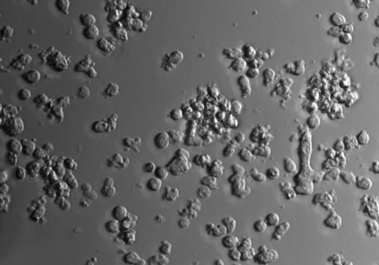 CTLL-2 Cell Lines:小鼠T淋巴細(xì)胞(STR認(rèn)證),CTLL-2 Cell Lines