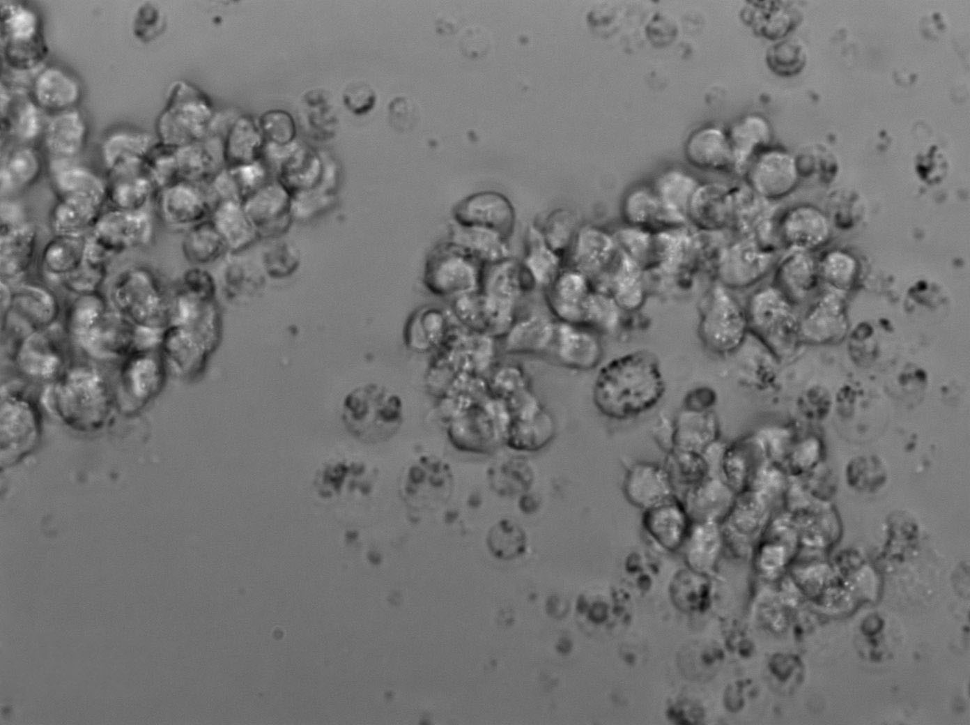 RBL-2H3 Cell Lines:大鼠嗜堿性粒細(xì)胞性白血病細(xì)胞(STR認(rèn)證),RBL-2H3 Cell Lines