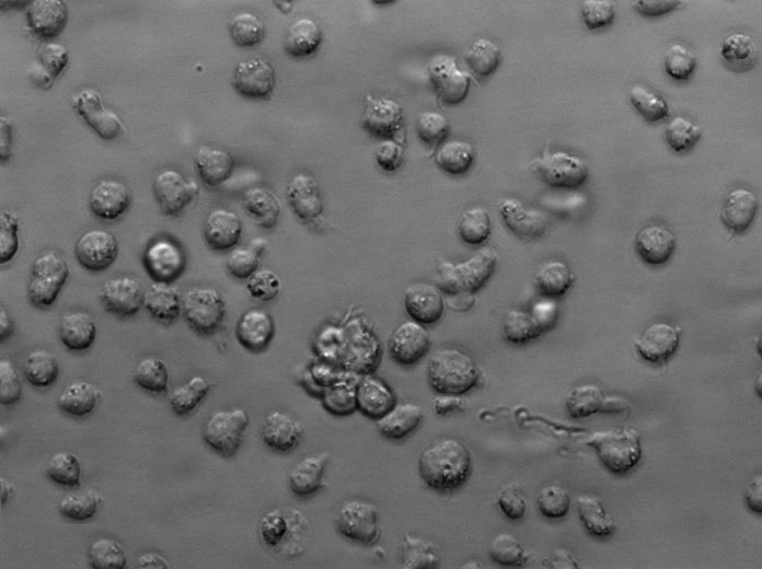 GA-10 clone 4 Cell Lines:人B淋巴细胞瘤细胞(STR认证),GA-10 clone 4 Cell Lines