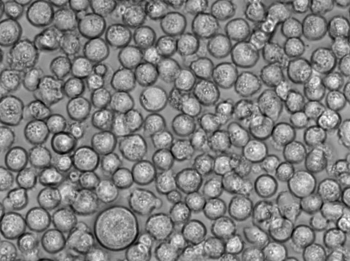 U266B1 Cell Lines:人外周淋巴細胞(STR認證),U266B1 Cell Lines