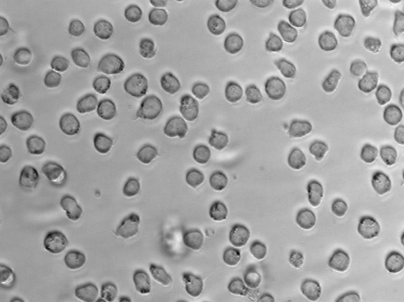 CCRF-CEM Cell Lines:人急性淋巴細胞白血病T淋巴細胞(STR認證),CCRF-CEM Cell Lines