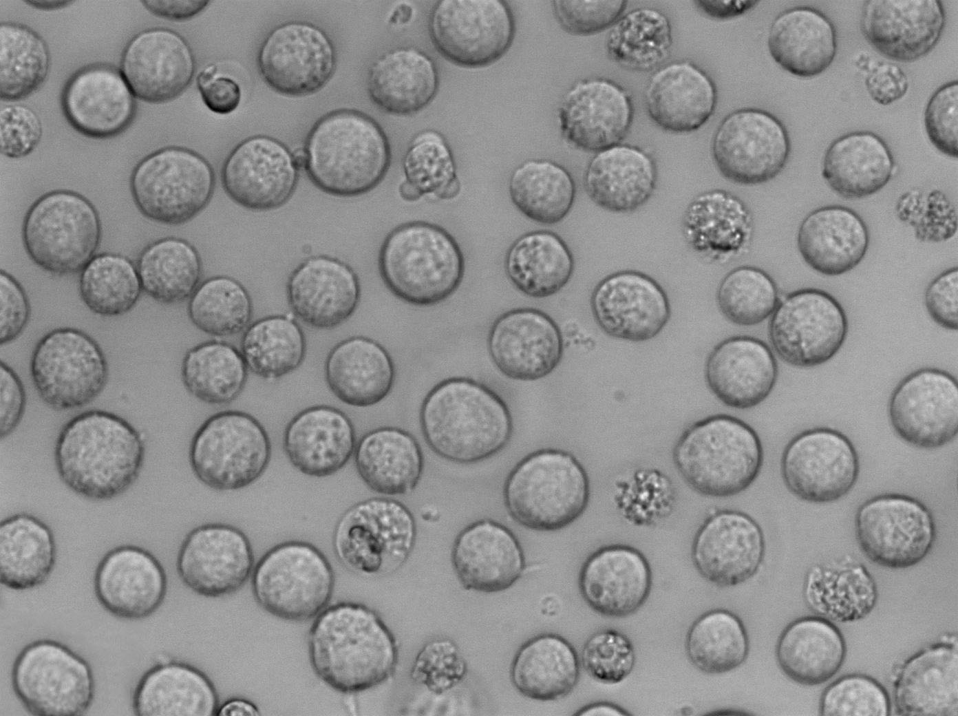 6T-CEM Cell Lines:人T細胞白血病細胞(STR認證),6T-CEM Cell Lines