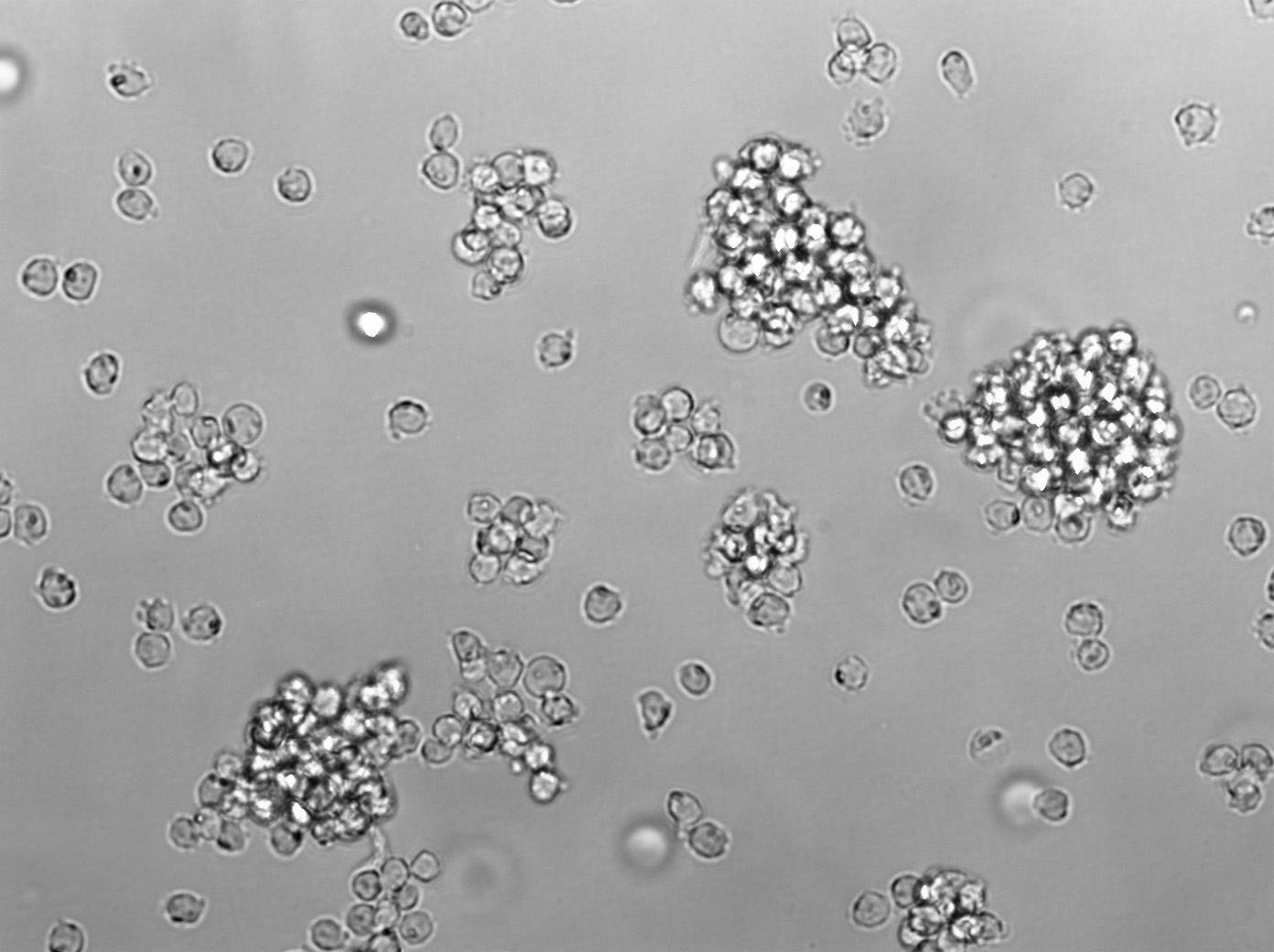 Ku812F Cell Lines:人外周血嗜碱性白血病细胞(STR认证),Ku812F Cell Lines