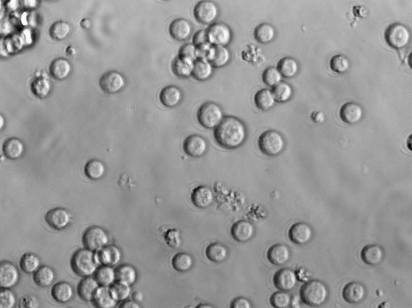 Nb2 Cell Lines:大鼠淋巴瘤细胞(STR认证),Nb2 Cell Lines