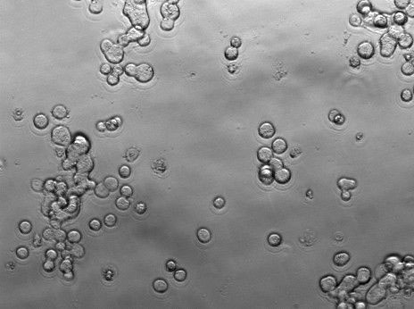 C1498 Cell Lines:小鼠白血病細胞(STR認證),C1498 Cell Lines