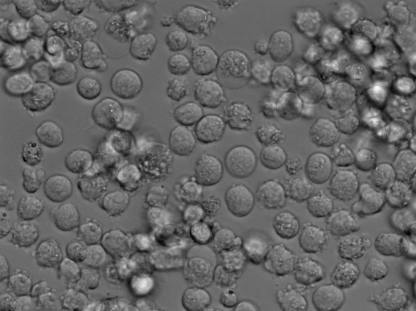 D10G41 Cell Lines:小鼠Th2型T淋巴細(xì)胞(STR認(rèn)證),D10G41 Cell Lines