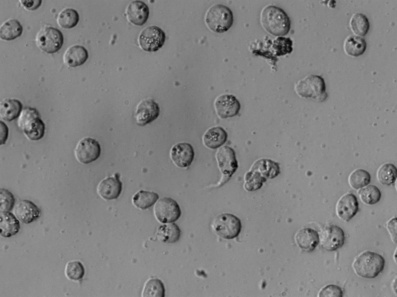 MOLT-3 Cell Lines:人急性T淋巴细胞白血病细胞(STR认证),MOLT-3 Cell Lines