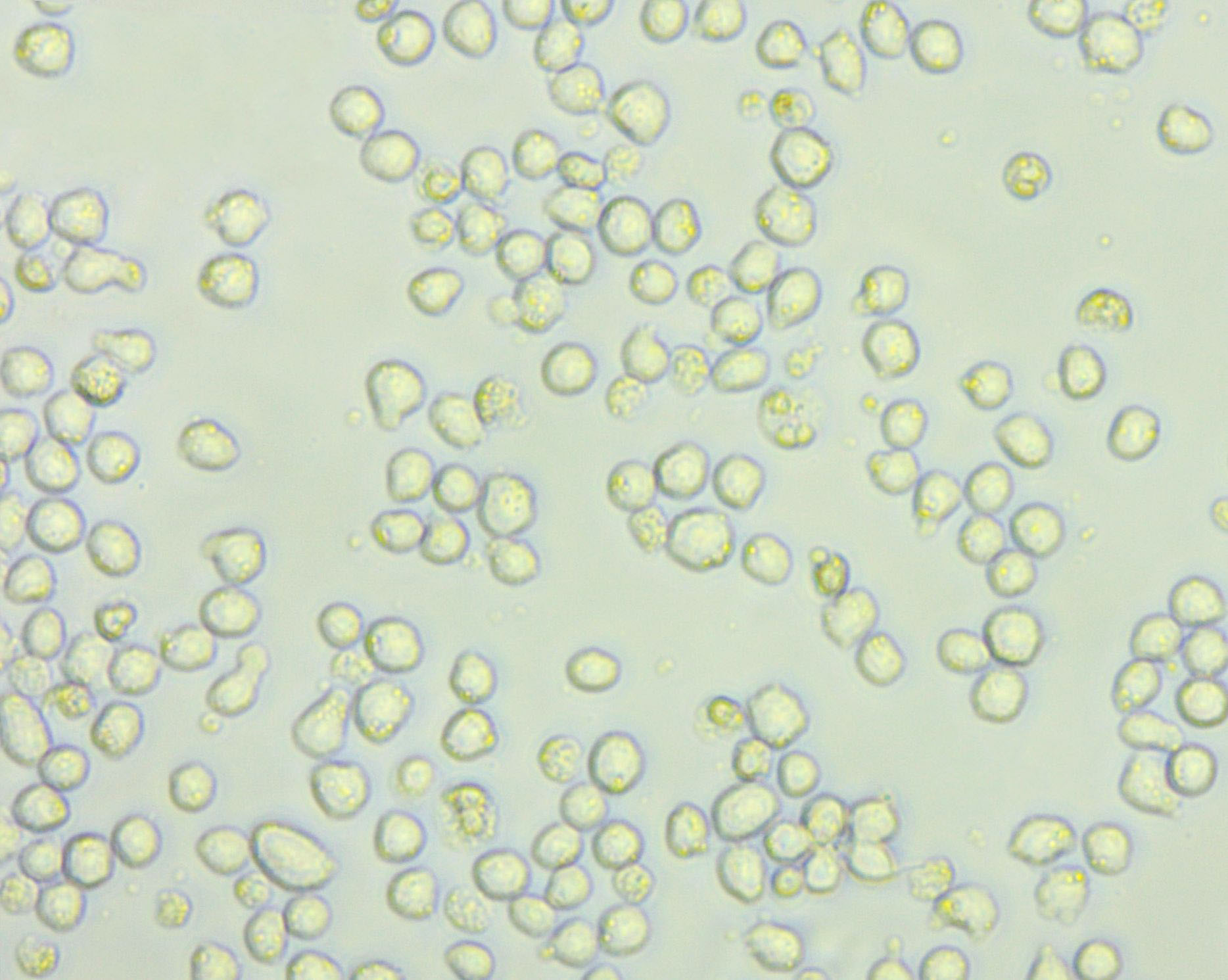 MOLM-13 Cell Lines:人急性髓系白血病细胞(STR认证),MOLM-13 Cell Lines