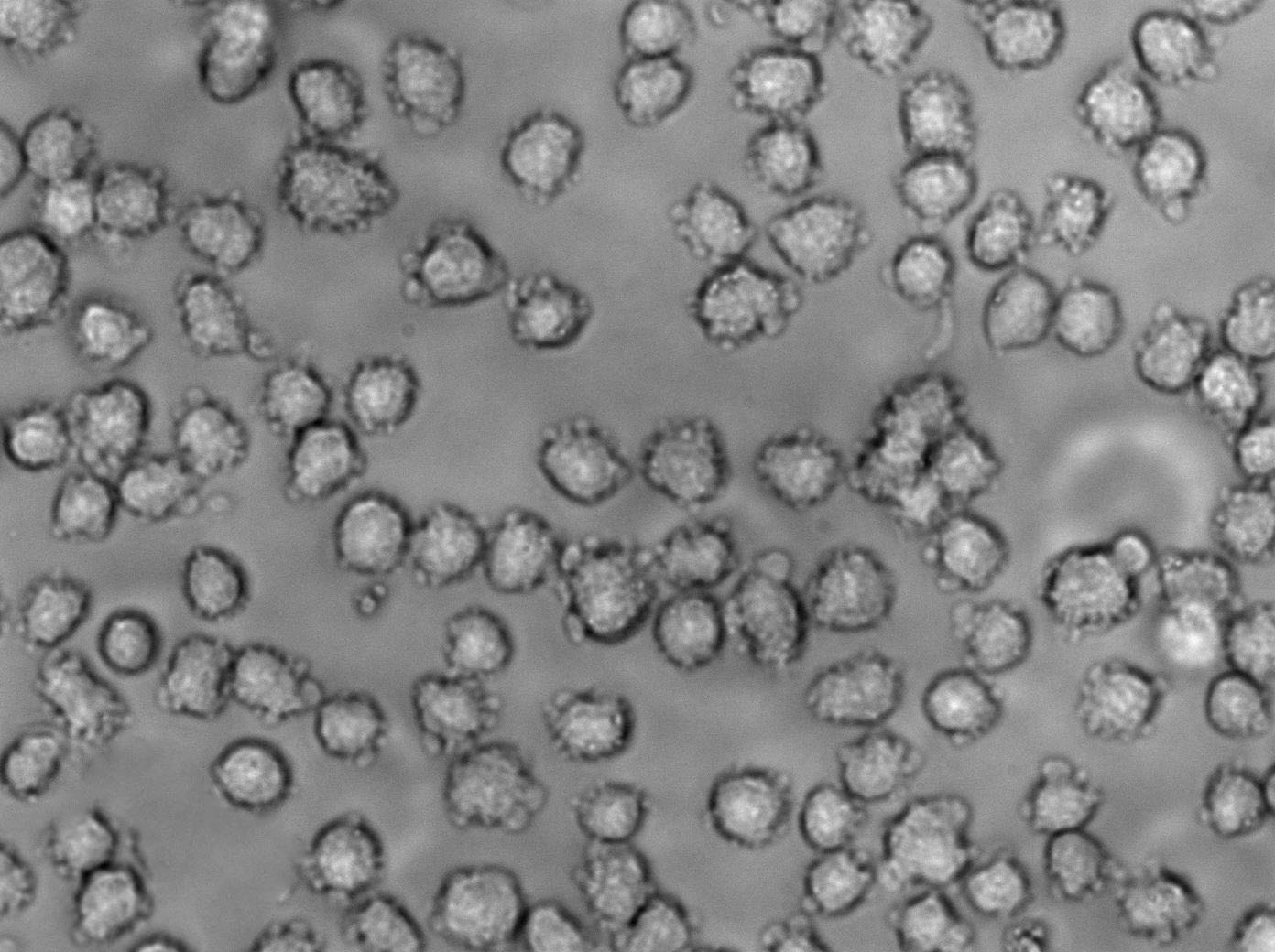 Mac-1 Cell Lines:人皮肤T淋巴瘤细胞(STR认证),Mac-1 Cell Lines