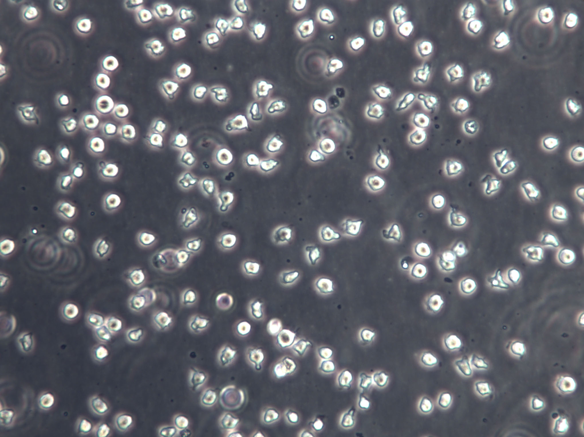 K-562 Cell Lines:人慢性髓原白血病細胞(STR認證),K-562 Cell Lines