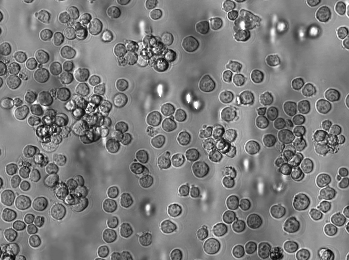 Kit225 Cell Lines:人T淋巴细胞(STR认证),Kit225 Cell Lines