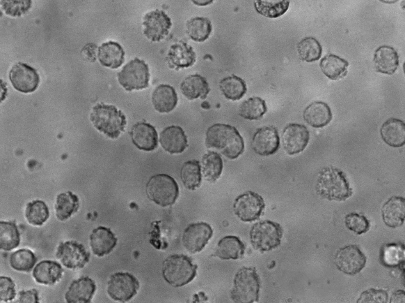 WEHI-279 Cell Lines:小鼠淋巴瘤细胞(STR认证),WEHI-279 Cell Lines