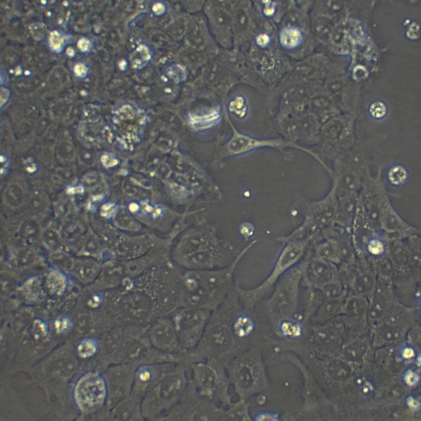 MDCK Cell|犬肾细胞,MDCK Cell