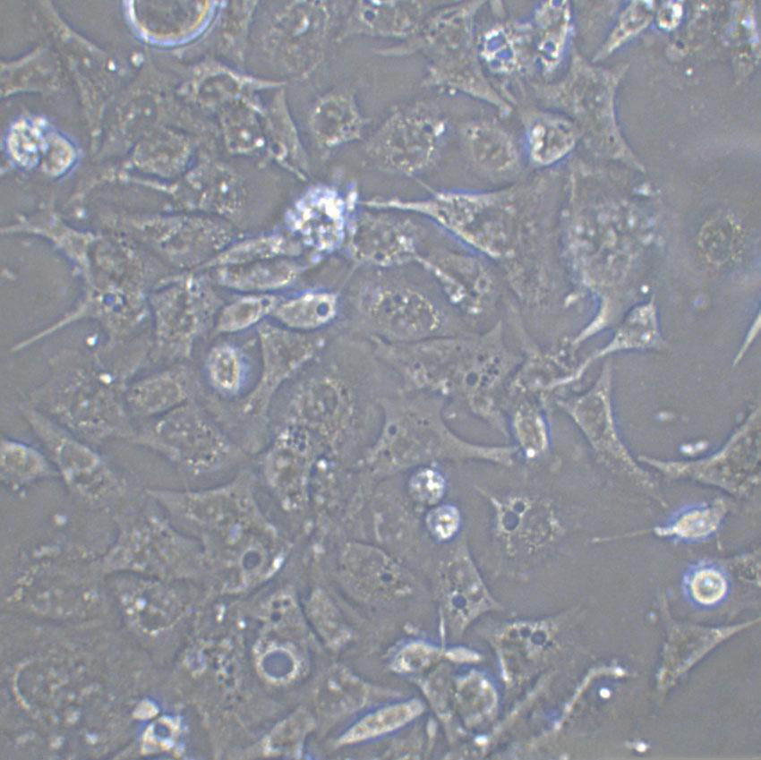 SNB-19 Cell|人胶质瘤细胞,SNB-19 Cell