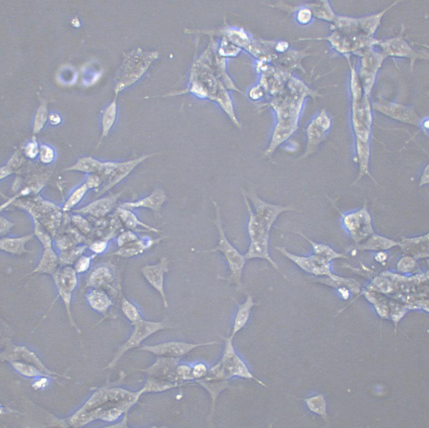 5-8F Cell|鼻咽癌細(xì)胞,5-8F Cell