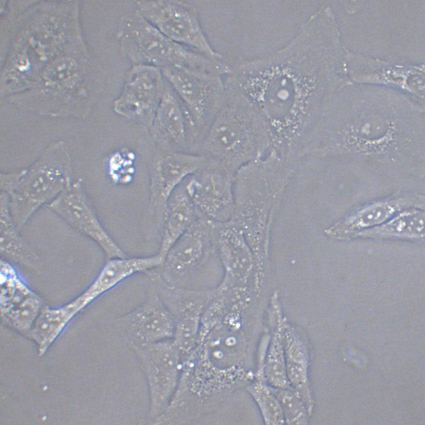 Li-7 Cell|人肝癌細(xì)胞,Li-7 Cell