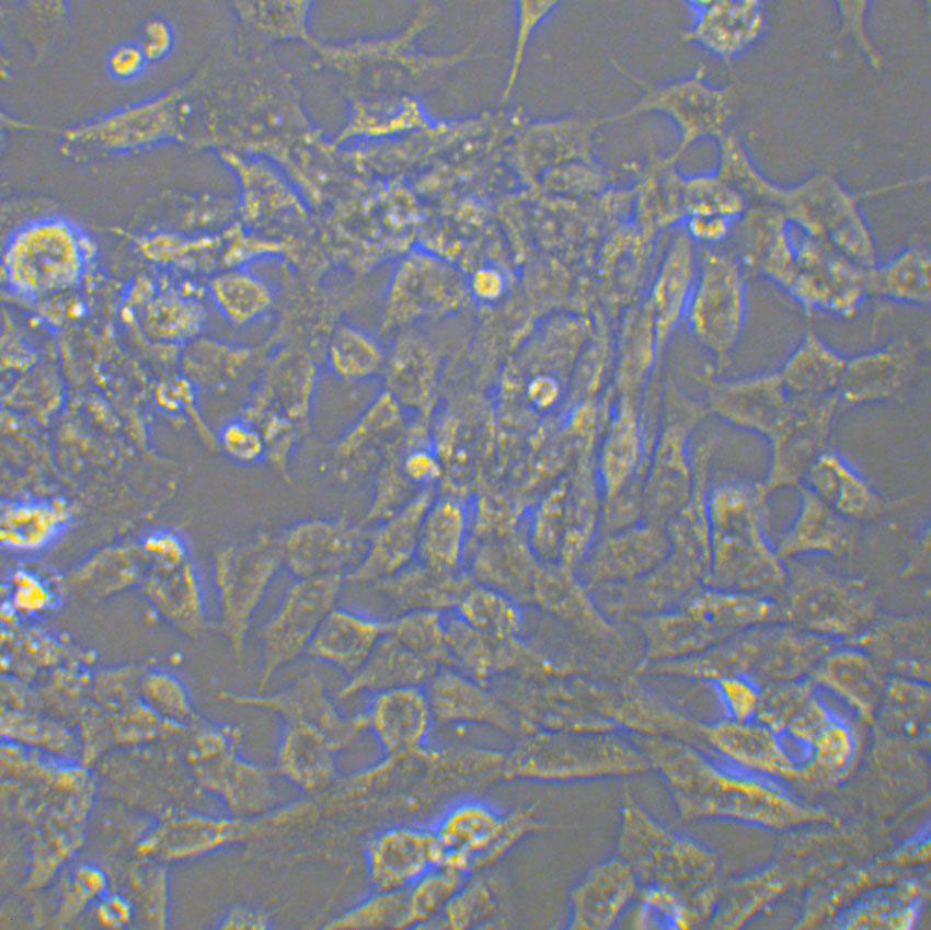 MDA-MB-231-luc Cell|人乳腺癌细胞,MDA-MB-231-luc Cell