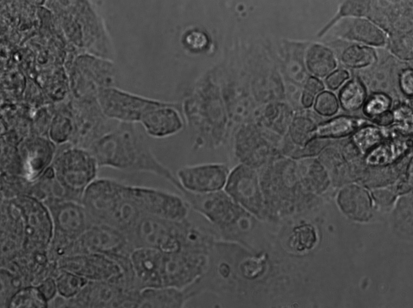 SW839 Cell|人肾癌细胞,SW839 Cell