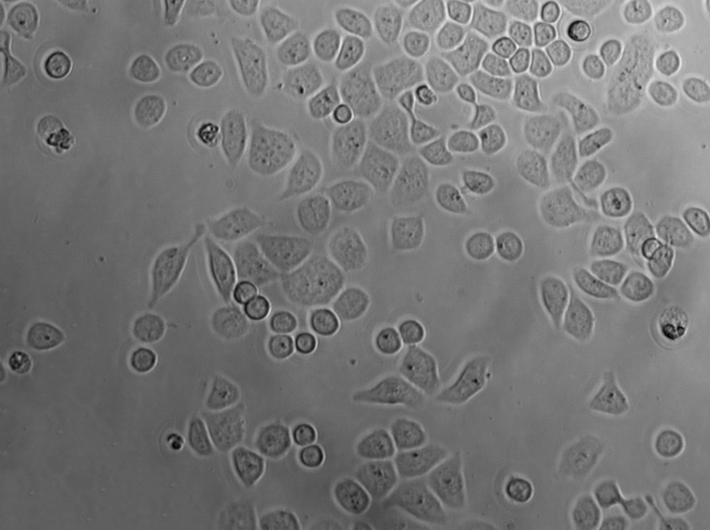 HT-3 Cell|人子宫颈癌细胞,HT-3 Cell