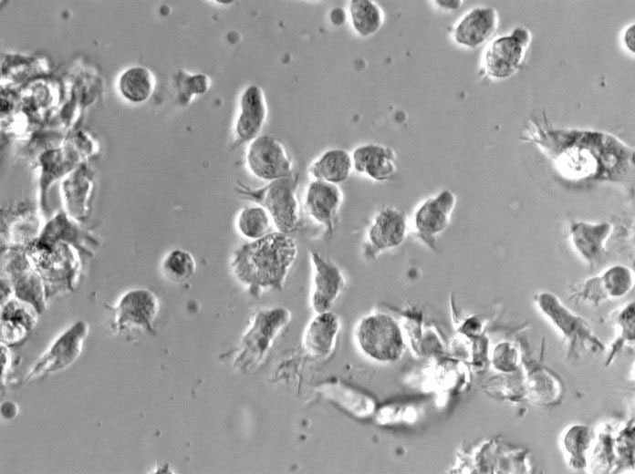 U-251MG Cell|人神经胶质瘤细胞,U-251MG Cell
