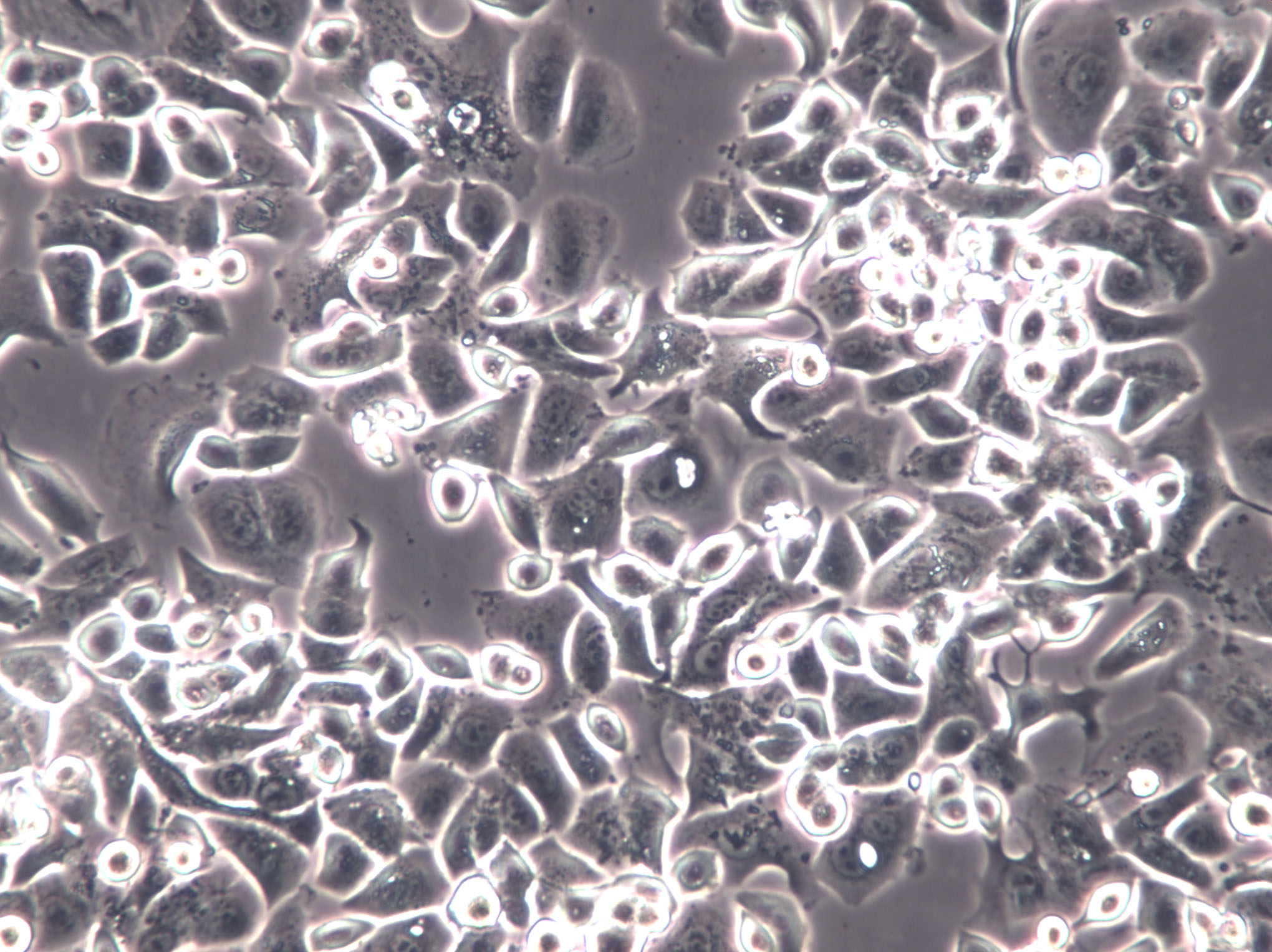 A-375 Cell|人恶性黑色素瘤细胞,A-375 Cell