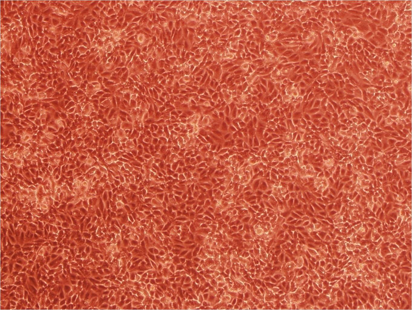GL261 Cell|小鼠胶质瘤细胞,GL261 Cell