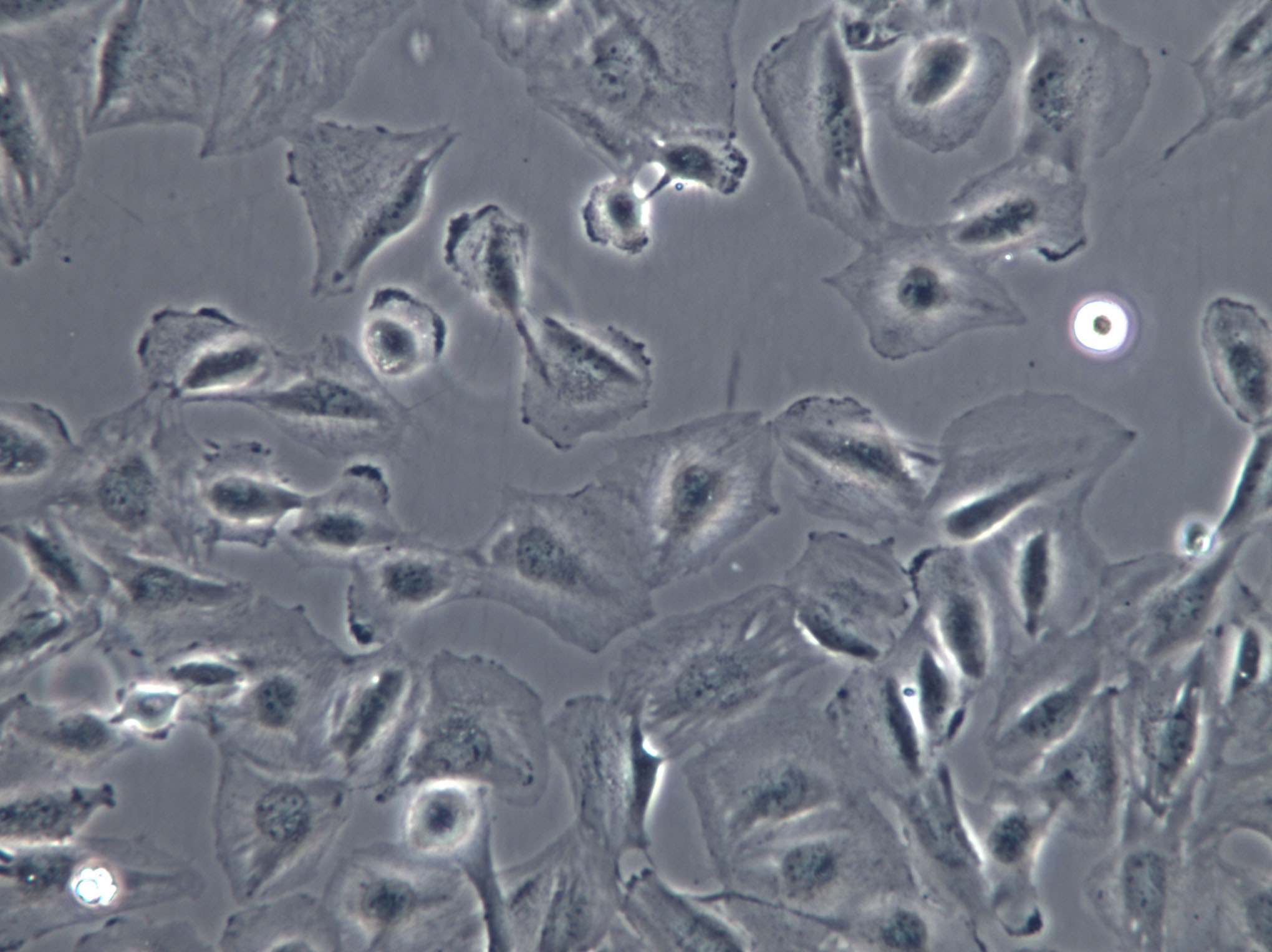 RLE-6TN Cell|大鼠肺泡Ⅱ型细胞,RLE-6TN Cell