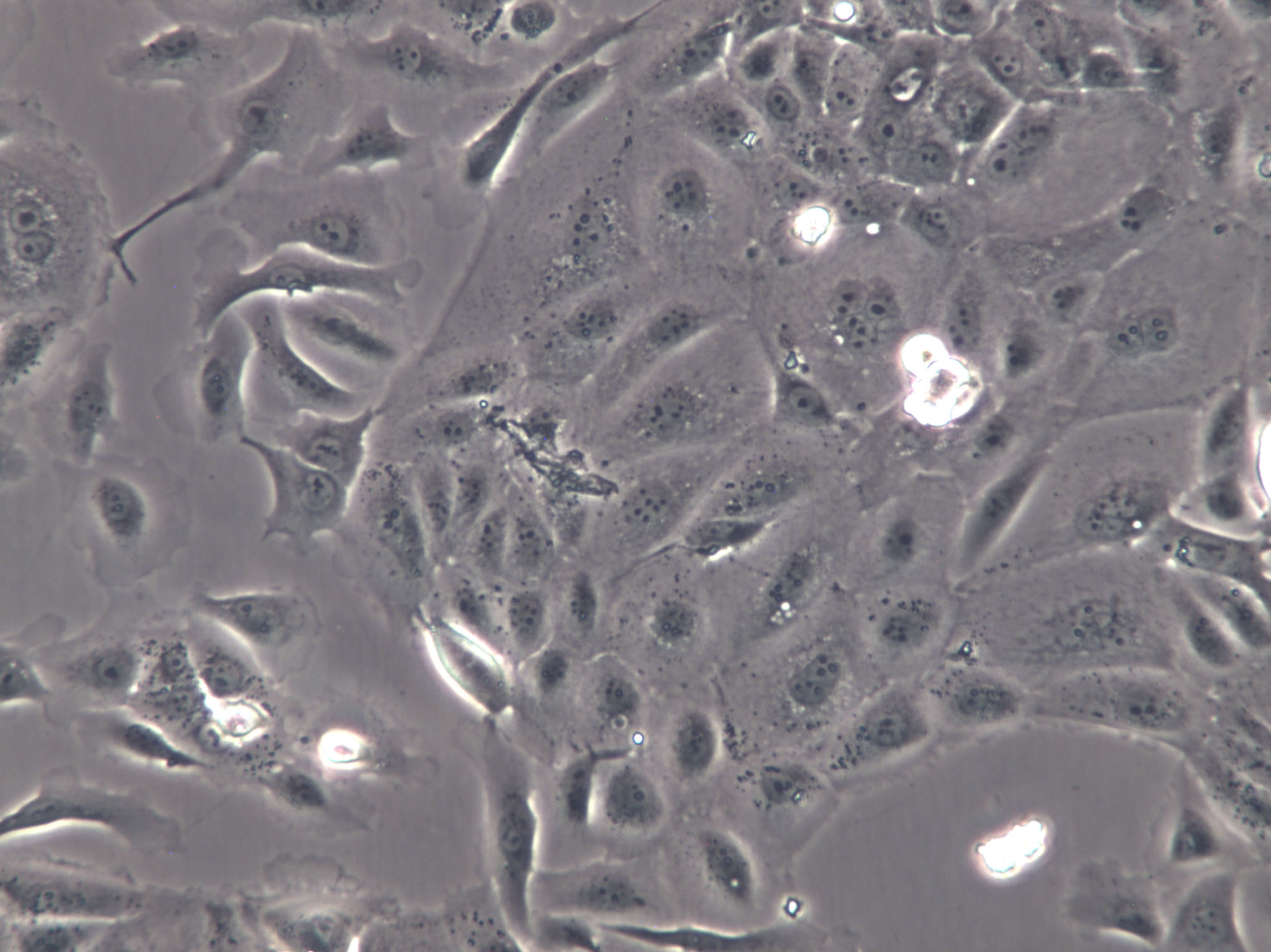 CHL Cell|中国仓鼠肺细胞,CHL Cell