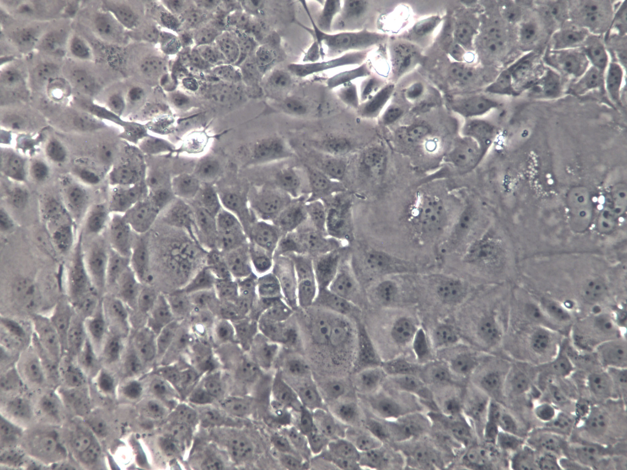 PK-15 Cell|猪肾细胞,PK-15 Cell
