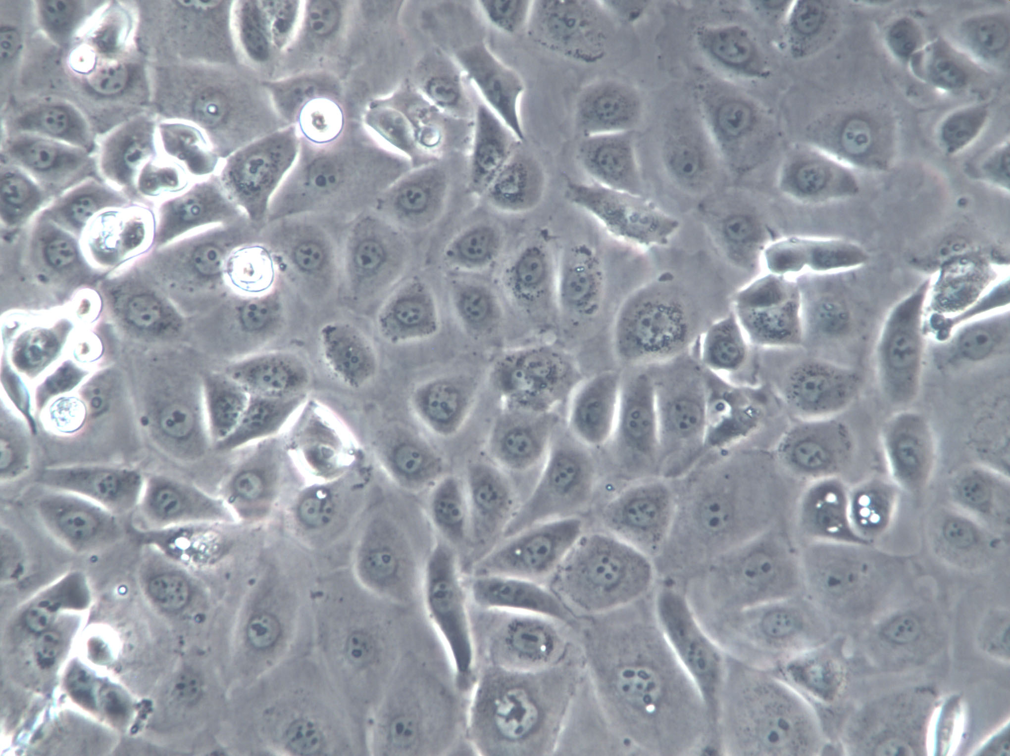 V79 Cell|仓鼠肺细胞,V79 Cell