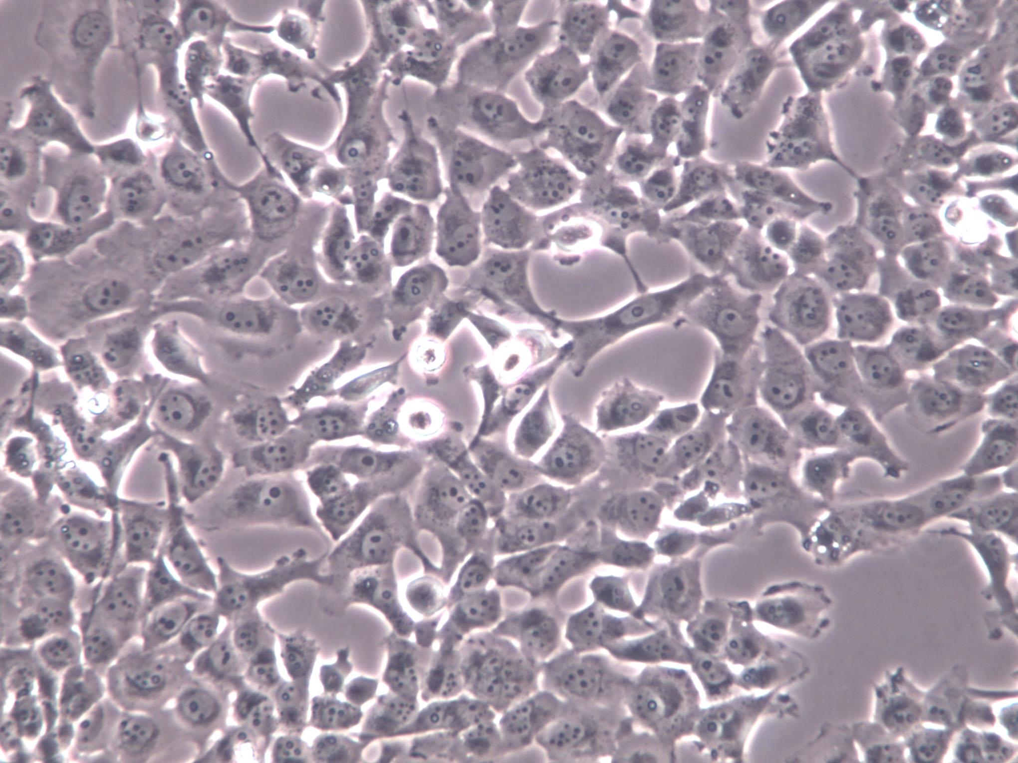 DH82 Cell|狗肾恶性组织细胞增生症细胞,DH82 Cell