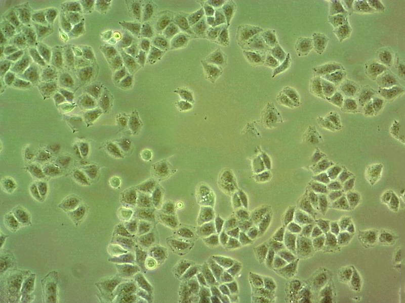 CCD-1095Sk Cell|人乳腺浸润性导管癌旁皮肤细胞,CCD-1095Sk Cell