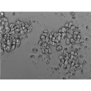 RPMI-8226 Cell Lines:人多发性骨髓瘤细胞(STR认证)