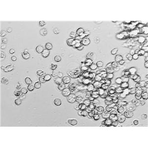 T2 Cell Lines:人淋巴母细胞(STR认证)