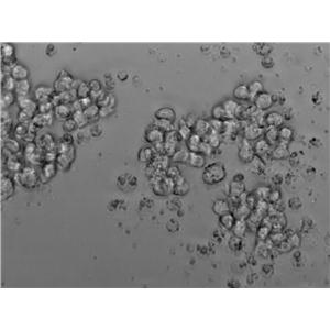 RBL-2H3 Cell Lines:大鼠嗜堿性粒細(xì)胞性白血病細(xì)胞(STR認(rèn)證),RBL-2H3 Cell Lines