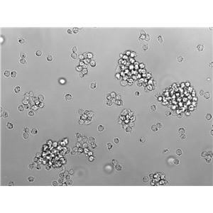 Ku812F Cell Lines:人外周血嗜碱性白血病细胞(STR认证)