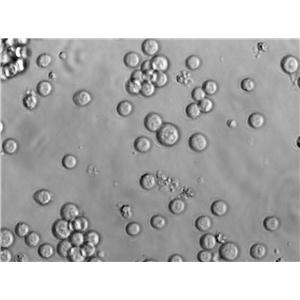 Nb2 Cell Lines:大鼠淋巴瘤细胞(STR认证)