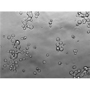 C1498 Cell Lines:小鼠白血病細(xì)胞(STR認(rèn)證)