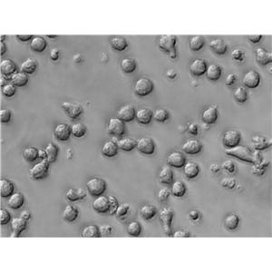 OCI-AML-4 Cell Lines:人急性髓系白血病细胞(STR认证)