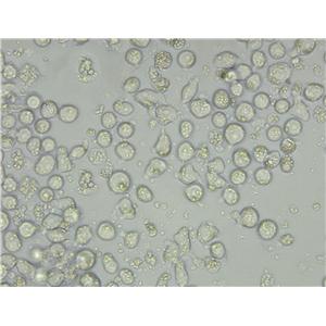 38C13 Cell Lines:小鼠B淋巴瘤细胞(STR认证)
