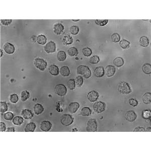 WEHI-279 Cell Lines:小鼠淋巴瘤细胞(STR认证),WEHI-279 Cell Lines