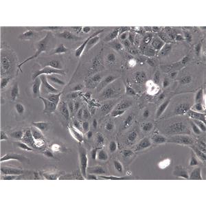 CHL Cell|中国仓鼠肺细胞