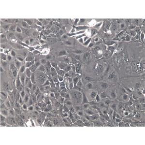 PK-15 Cell|猪肾细胞