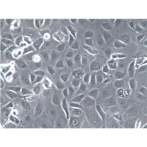 V79 Cell|仓鼠肺细胞