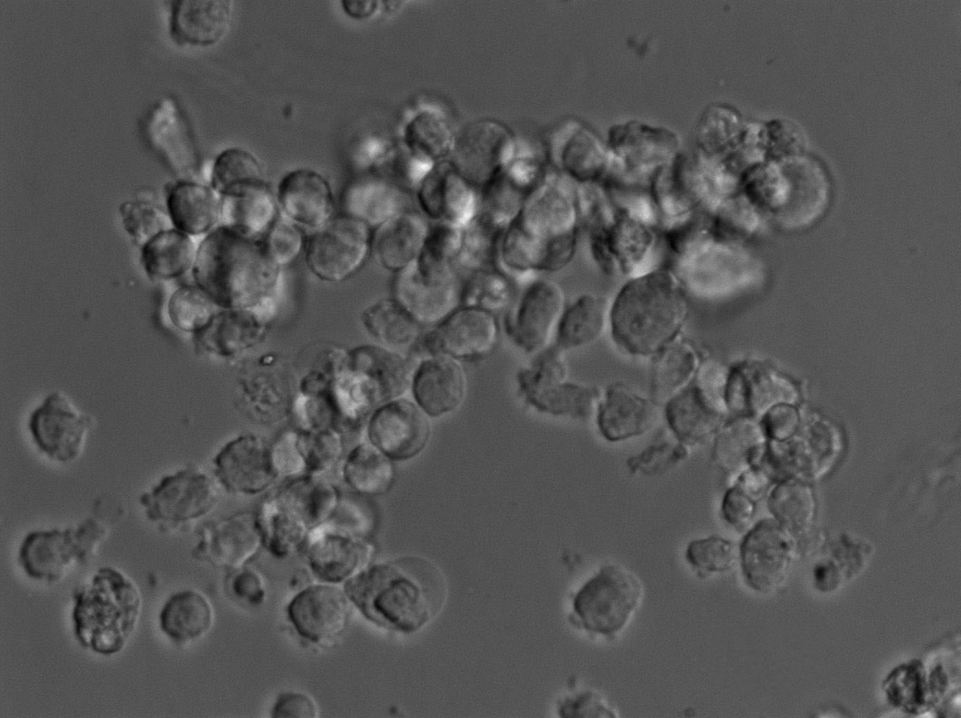 HEL|人红白细胞白血病血清培养细胞(免费送STR),HEL